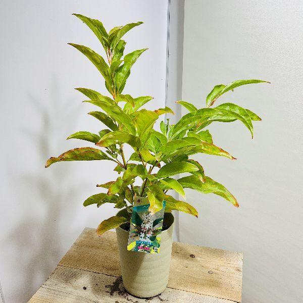 鉢花 観葉植物：バイオリンの木*プラポット : 遊恵盆栽 Yahoo!店