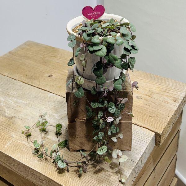 おしゃれ 観葉植物 ハートカズラ 鉢植え 受皿付 F6636v 遊恵盆栽 Yahoo 店 通販 Yahoo ショッピング