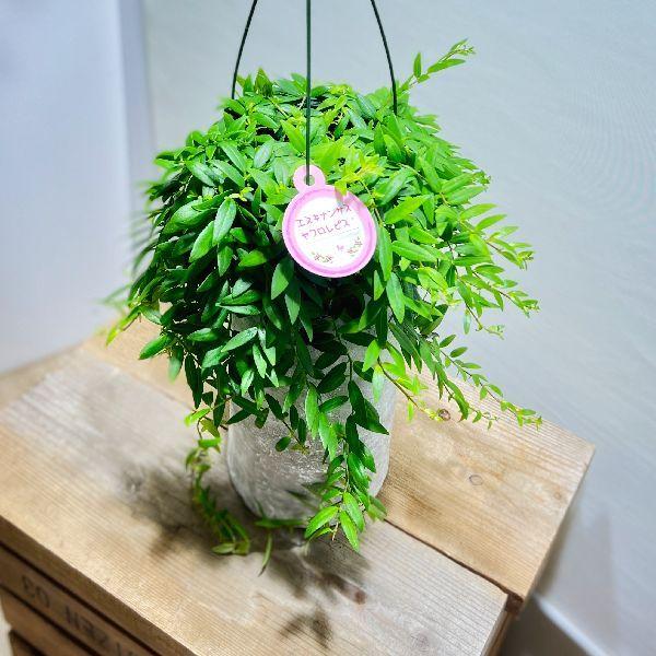 エスキナンサス ヤフロレピス　5号　吊り鉢　観葉植物　622、623 2鉢 おしゃれ 観葉植物：エスキナンサス ヤフロレピス*5号 吊り鉢