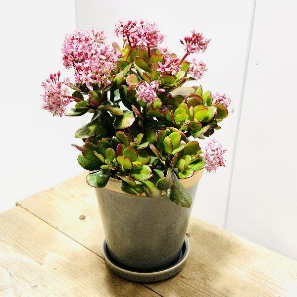 おしゃれ 観葉植物 金のなる木 花月 鉢植え 受皿付 F6667v 遊恵盆栽 Yahoo 店 通販 Yahoo ショッピング