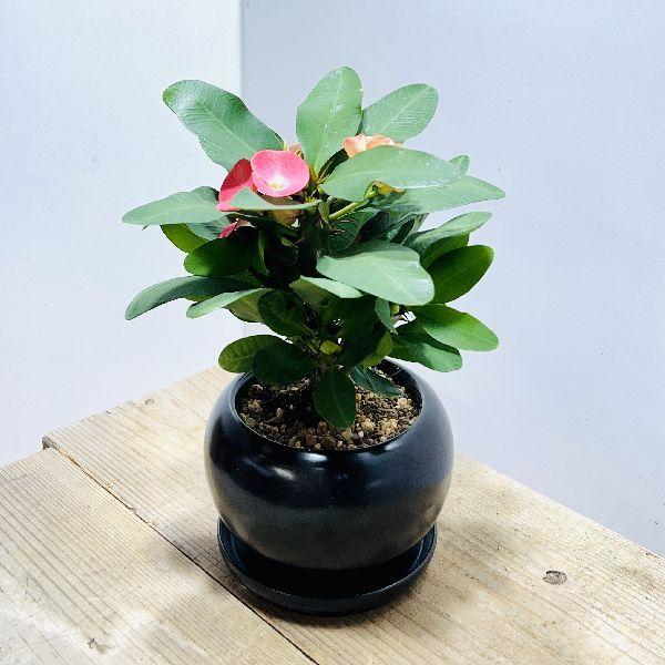 おしゃれ 観葉植物 多肉植物 とげあり花キリン 八福神 鉢植え 受皿付 ユーフォルビア ハナキリン 花麒麟 F6669v 遊恵盆栽 Yahoo 店 通販 Yahoo ショッピング