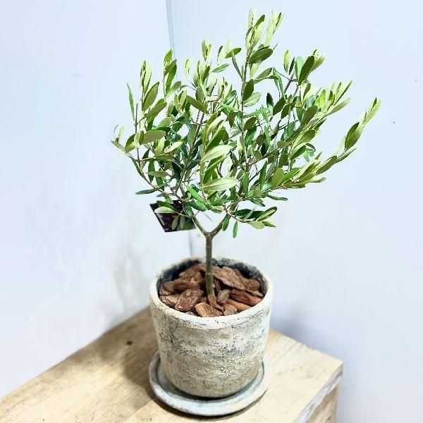 オリーブの木　植木　観葉植物 観葉植物 オリーブの木 8号 ピクアル エコストーンGray 付き | 観葉
