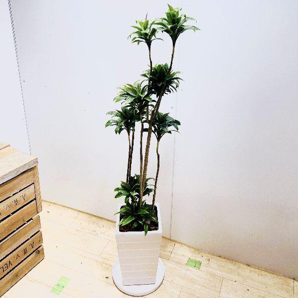 おしゃれ 観葉植物：ドラセナ パープルコンパクタ 角陶器鉢 受皿付