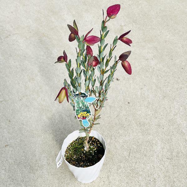 おしゃれ 観葉植物 ピメレア ピソディス クオラップ ベル 今期開花終了しました F6691v 遊恵盆栽 Yahoo 店 通販 Yahoo ショッピング