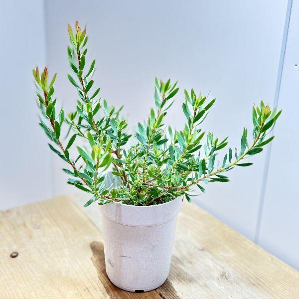 おしゃれ 観葉植物 苗：リューカデンドロン レッドブラッシュ*4号