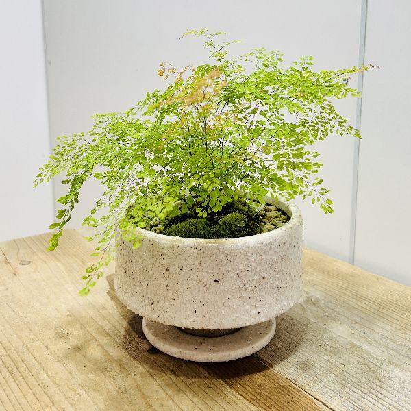観葉植物 アジアンタム ミクロフィラム 苔付き 鉢植え 受皿付 F6695v 遊恵盆栽 Yahoo 店 通販 Yahoo ショッピング