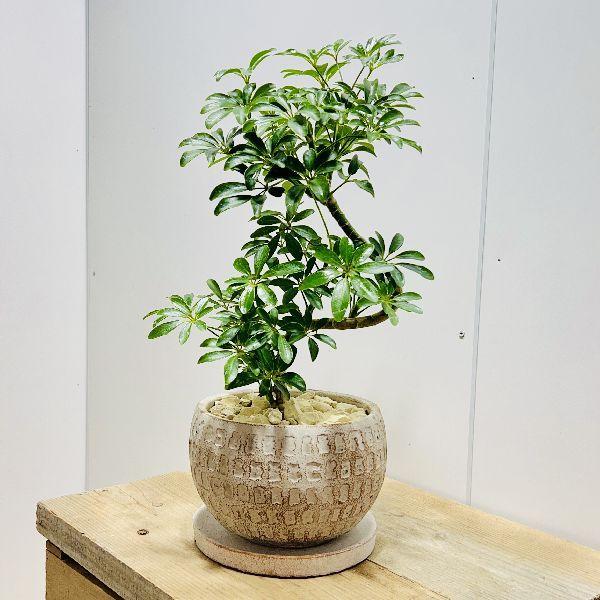 シェフレラ コンパクタ ファイバー鉢 お皿付き シェフレラ コンパクタ ファイバー鉢 お皿付き おしゃれ 観葉