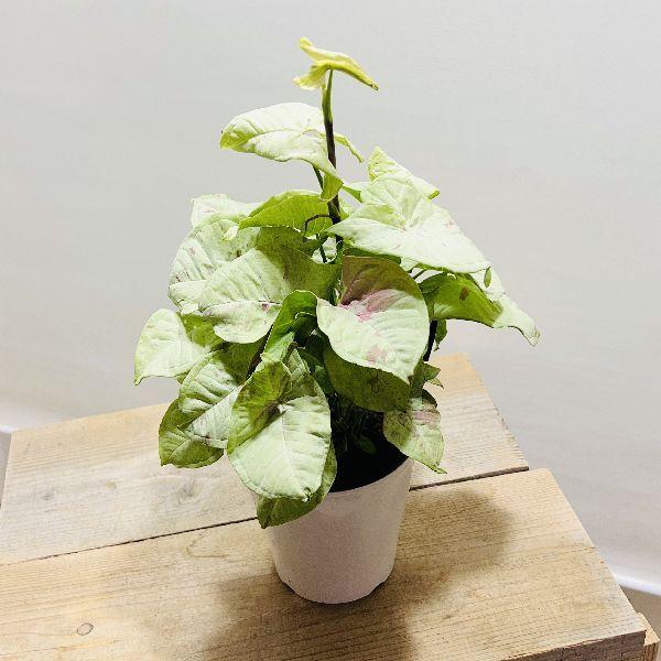 シンゴニウム 観葉植物の人気商品 通販 価格比較 価格 Com