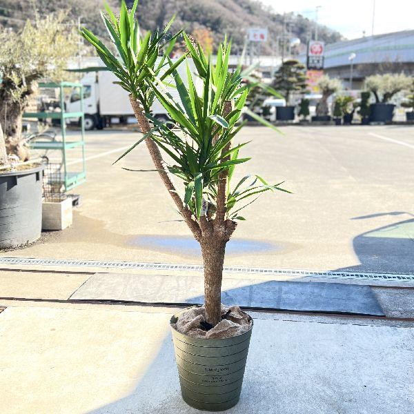 おしゃれ 観葉植物：ユッカ ブランチ 青年の木*大型佐川急便 現品をお