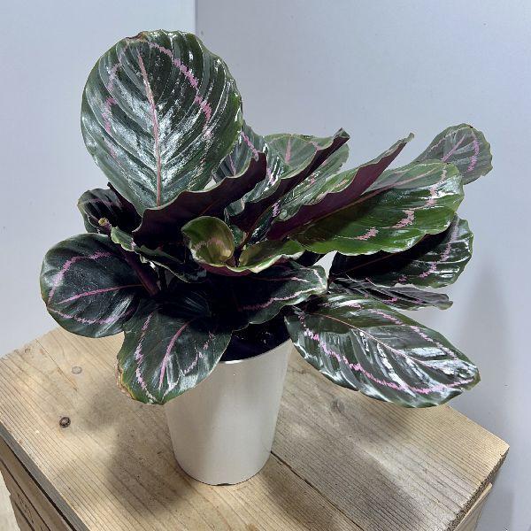 おしゃれ 観葉植物 カラテア ドッティ 5 5号 プラポット F6718v 遊恵盆栽 Yahoo 店 通販 Yahoo ショッピング