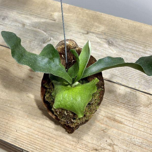 観葉植物 5号 コウモリラン Diy 工具の人気商品 通販 価格比較 価格 Com