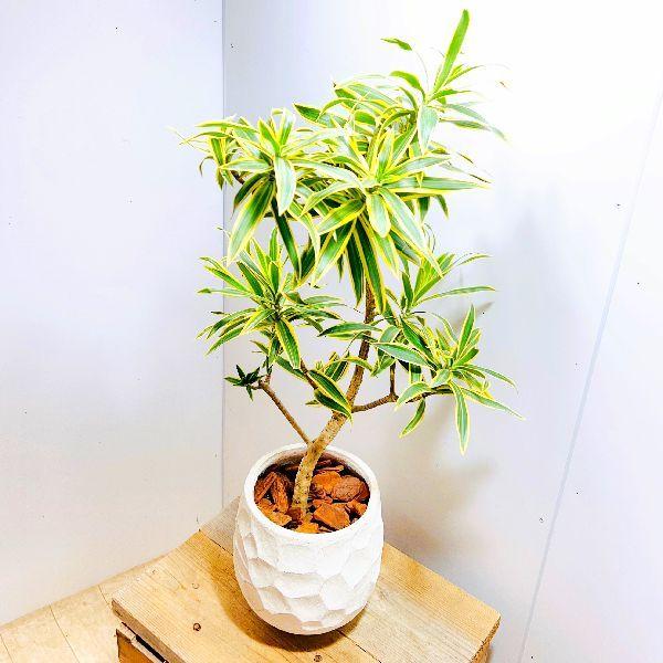 おしゃれ 観葉植物：ドラセナ ソング オブ インディア 鉢植え*現品をお