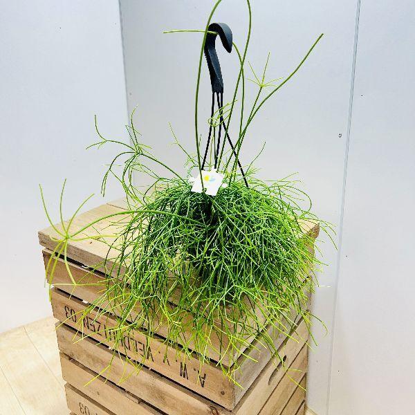 おしゃれ 観葉植物 リプサリス カスッサ 5号 吊り鉢 F6729v 遊恵盆栽 Yahoo 店 通販 Yahoo ショッピング