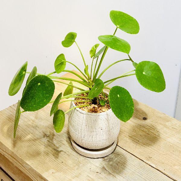 ケーキ 鉢 観葉植物の人気商品 通販 価格比較 価格 Com