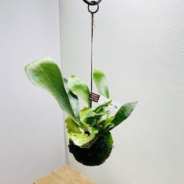観葉植物 苔玉の人気商品 通販 価格比較 価格 Com