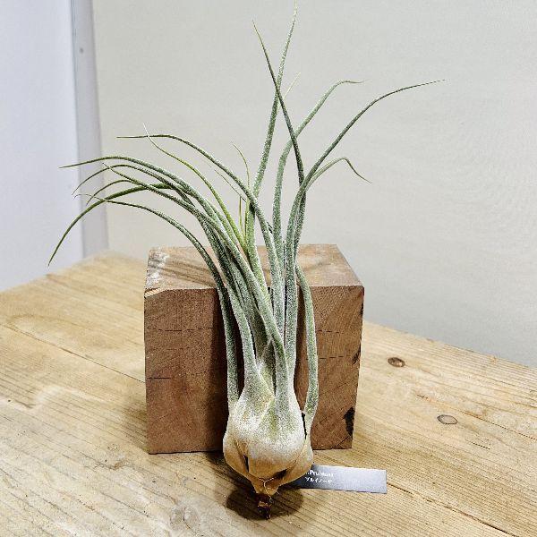 おしゃれ 観葉植物 エアープランツ チランジア プルイノーサ L F6749v 遊恵盆栽 Yahoo 店 通販 Yahoo ショッピング