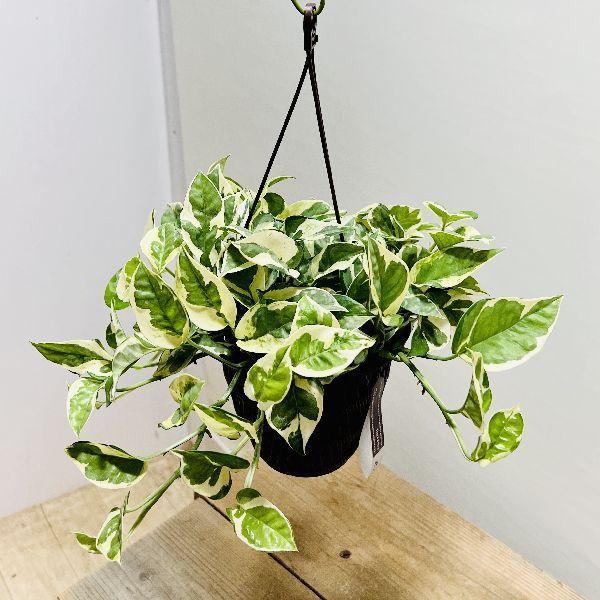 おしゃれ 観葉植物：ポトス エンジョイ*吊り鉢 5号 : 遊恵盆栽 Yahoo