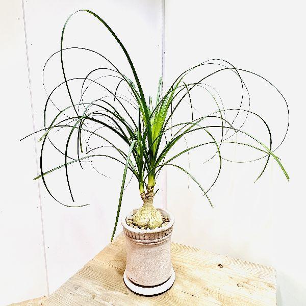 おしゃれ 観葉植物 ポニーテール トックリラン ノリナ 鉢植え 受皿付 F6756v 遊恵盆栽 Yahoo 店 通販 Yahoo ショッピング
