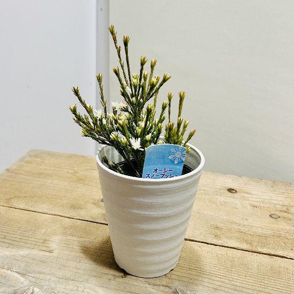 観葉植物 苗 鉢花 オージースノーブッシュ 3 5号 F6762v 遊恵盆栽 Yahoo 店 通販 Yahoo ショッピング