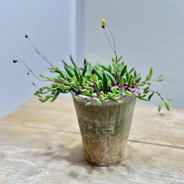 おしゃれ 観葉植物 ルビーネックレス モスポット 鉢植え F6763v 遊恵盆栽 Yahoo 店 通販 Yahoo ショッピング