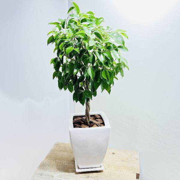 ベンジャミン 鉢植え - 観葉植物の人気商品・通販・価格比較 - 価格.com ベンジャミン 鉢植え - 観葉植物の人気商品・通販・価格比較 - 価格.com