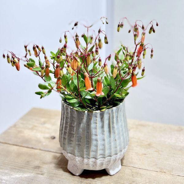 おしゃれ 観葉植物 カランコエ エンゼルランプ 足付鉢植え 今期開花終了 F6769v 遊恵盆栽 Yahoo 店 通販 Yahoo ショッピング