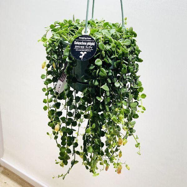 観葉植物 多肉植物 カランコエ 観葉植物の人気商品 通販 価格比較 価格 Com