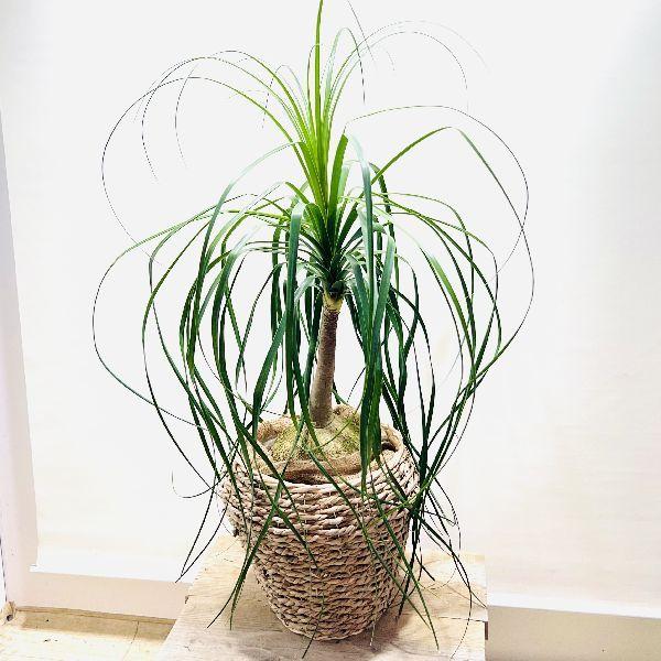 観葉植物 ポニーテールの人気商品 通販 価格比較 価格 Com