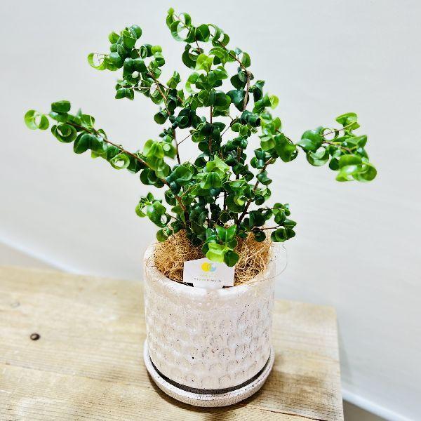 おしゃれ 観葉植物 フィカス ベンジャミン バロック 鉢植え 受皿付 ココヤシ飾り F6781v 遊恵盆栽 Yahoo 店 通販 Yahoo ショッピング