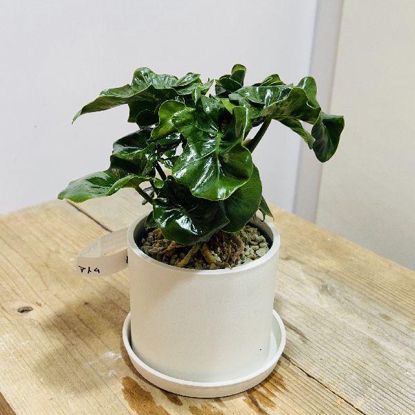 おしゃれ 観葉植物：フィロデンドロン セローム スーパーアトム*3.5号