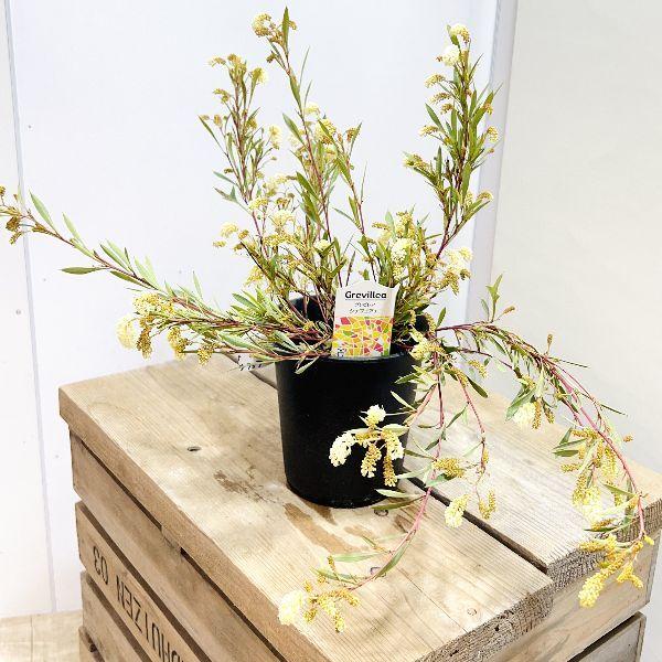 花苗 観葉植物：グレビレア シナフェア*5号 : 遊恵盆栽 Yahoo!店