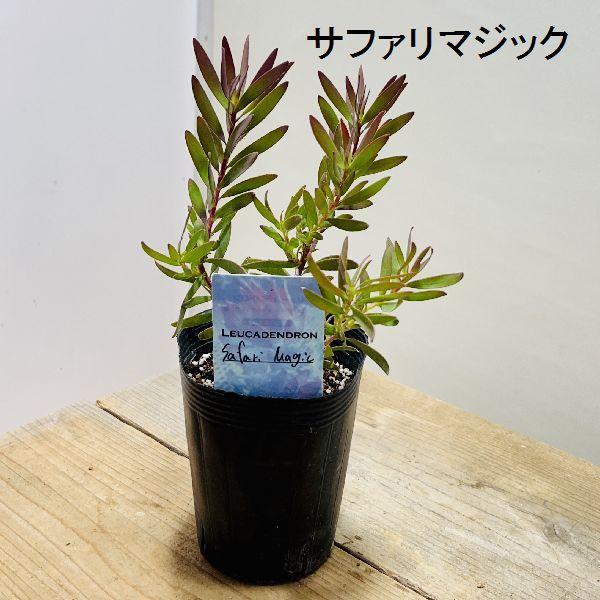 鉢花 観葉植物：リューカデンドロン*各種選べます 4.5号 リュウカ 