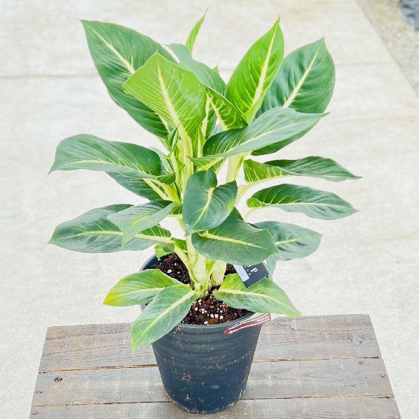 おしゃれ 観葉植物：ディフェンバキア グリーンマジック*7号