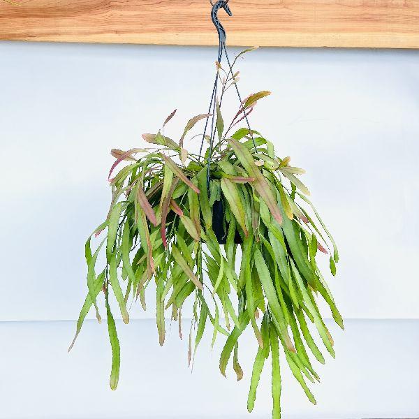 おしゃれ 観葉植物：リプサリス ラムローサ*7号 吊り鉢 : 遊恵