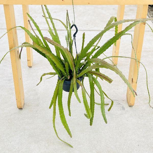 エピフィラム　レッドチップ　5号　吊り鉢 おしゃれ 観葉植物：エピフィラム レッドチップ*5号 吊り鉢 : 遊恵盆栽