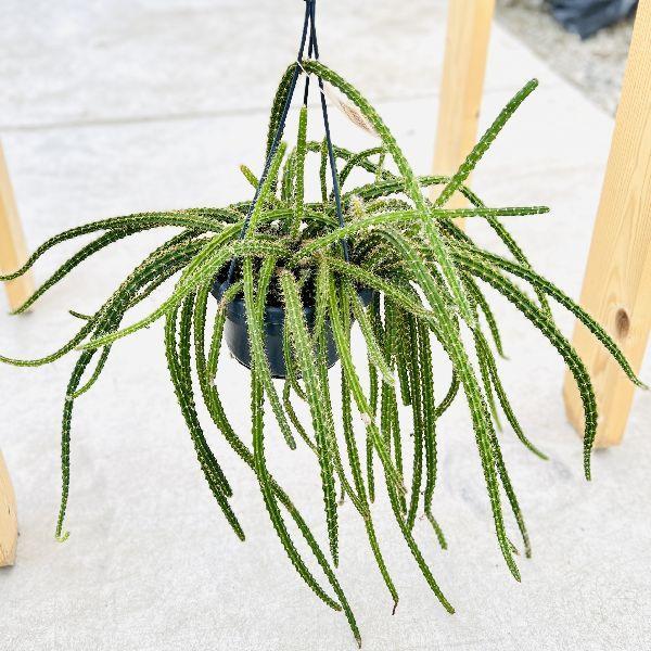 観葉植物 希少 サボテン ヒモサボテン マルソニー アポロカクタス 吊り鉢 F68v 遊恵盆栽 Yahoo 店 通販 Yahoo ショッピング