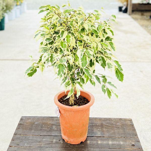 おしゃれ 観葉植物 選べる ねじり フィカス ベンジャミン プラポット 6号 F66v 遊恵盆栽 Yahoo 店 通販 Yahoo ショッピング