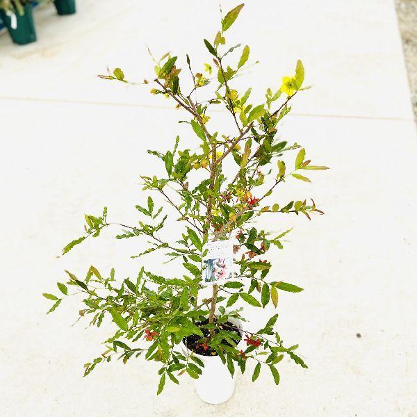 観葉植物　鉢花：ミッキーマウスの木　オクナセルラータ*オクナセルラタ