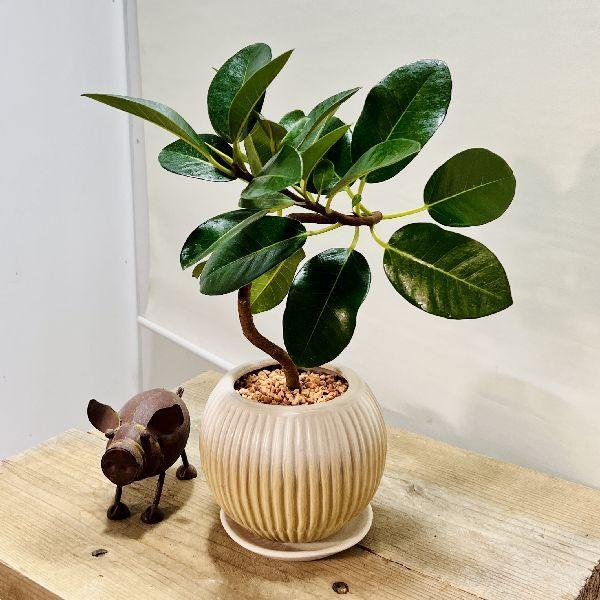 おしゃれ 観葉植物：フランスゴムの木 鉢植え*受皿付 : 遊恵盆栽