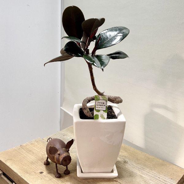 おしゃれ 観葉植物 フィカス バーガンディ クロゴムの木 鉢植え 受皿浮 F6856v 遊恵盆栽 Yahoo 店 通販 Yahoo ショッピング
