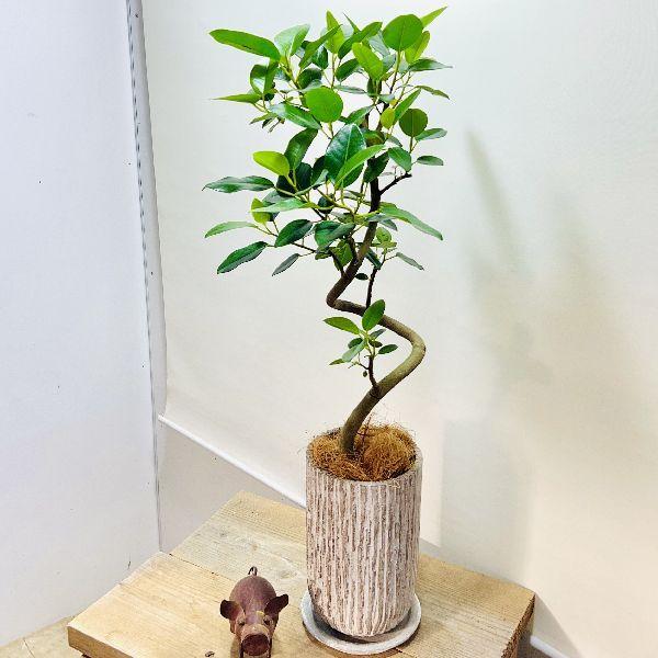 おしゃれ 観葉植物 フランスゴムの木 鉢植え トール 受皿付 ココヤシ飾り F6857v 遊恵盆栽 Yahoo 店 通販 Yahoo ショッピング