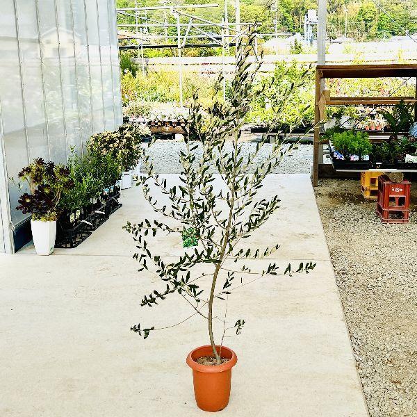 おしゃれ 観葉植物：オリーブの木 フラントイオ 8号*現品3 大型 