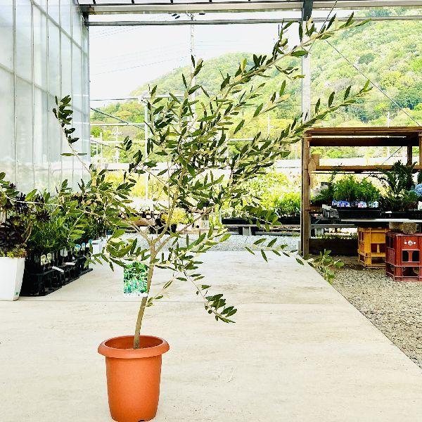 観葉植物 8号 オリーブの人気商品・通販・価格比較 - 価格.com 観葉植物 8号 オリーブの人気商品・通販・価格比較 - 価格.com