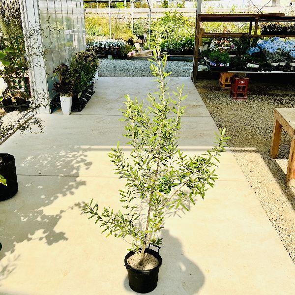 おしゃれ 観葉植物 オリーブの木 シプレッシーノ 黒バケツ8号 現品2 大型佐川急便 F6868v 2 遊恵盆栽 Yahoo 店 通販 Yahoo ショッピング