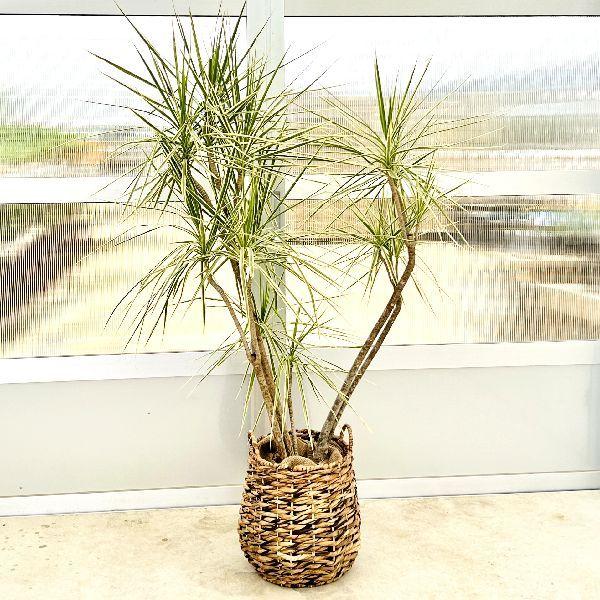 おしゃれ 観葉植物：ドラセナ コンシンネ ホワイボリー バスケット