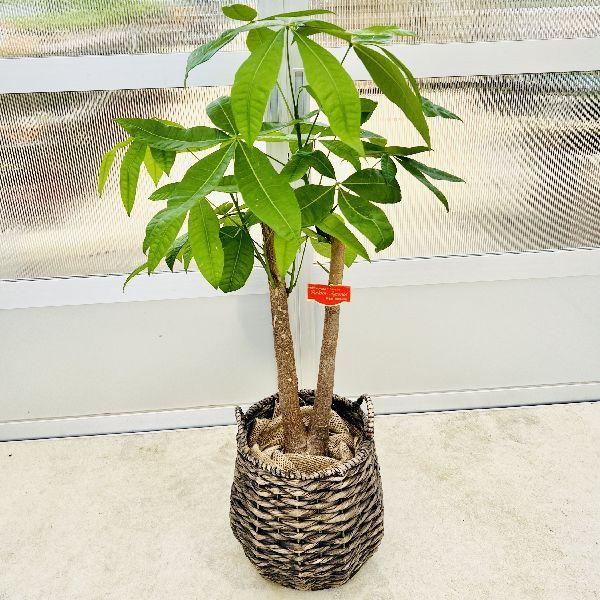 おしゃれ 観葉植物 パキラ バスケット 現品 大型佐川便配送 現品をお届け F61v 遊恵盆栽 Yahoo 店 通販 Yahoo ショッピング