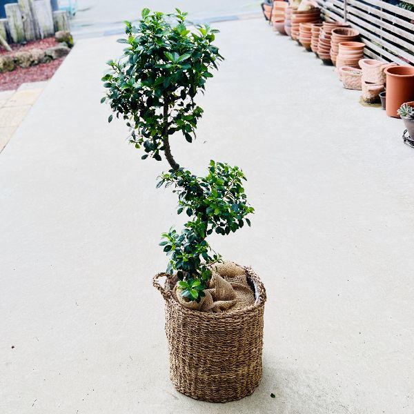 おしゃれ 観葉植物 ガジュマル ホワイトバスケット 麻布 大型ヤマト便配送 現品をお届け F64v 遊恵盆栽 Yahoo 店 通販 Yahoo ショッピング