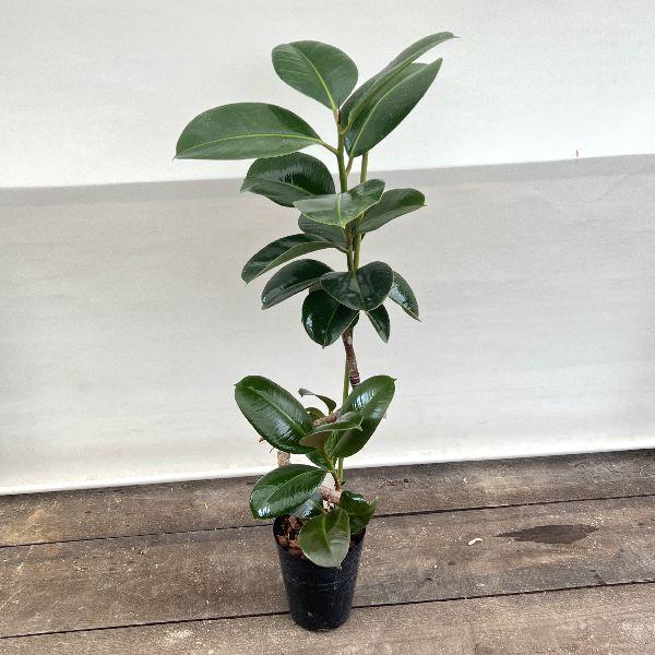 おしゃれ 観葉植物：フィカス ソフィア 曲*プラポット5号 ゴムの