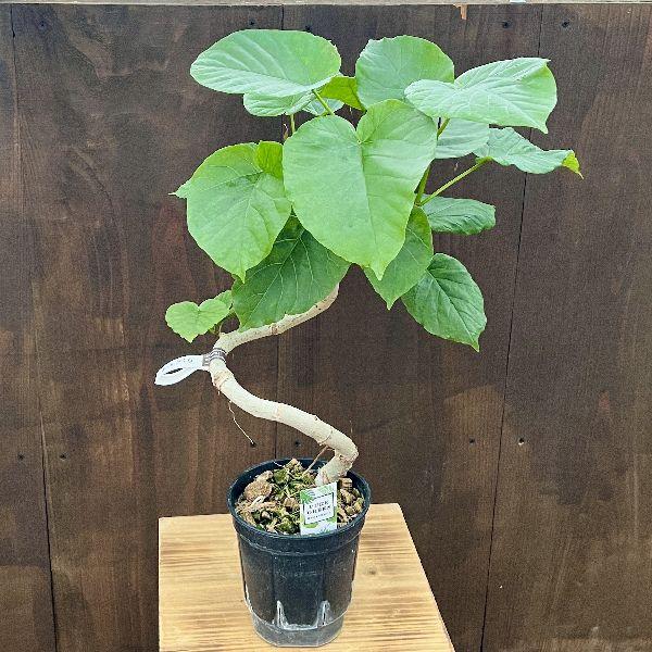 【現品】フィカス・ウンベラータ　曲がり　5号ポット（1） 観葉植物 フィカス ウンベラータ 5号 曲り プラスチック鉢