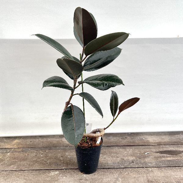 おしゃれ 観葉植物：フィカス バーガンディ 曲*プラポット5号 : 遊恵